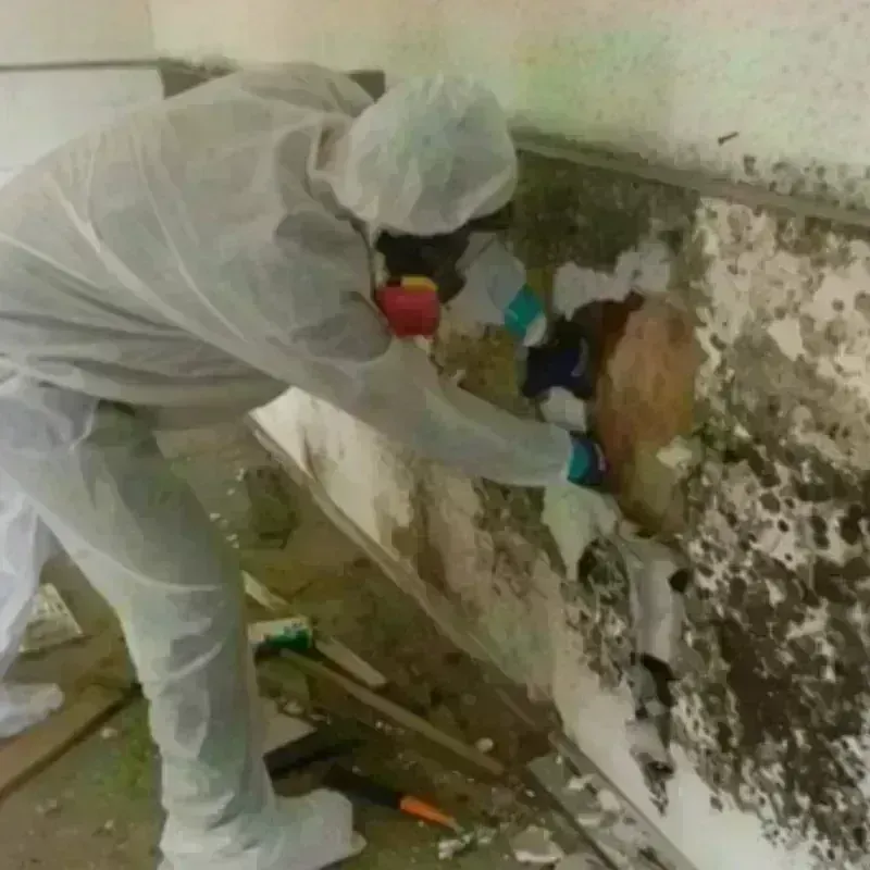 Mold Remediation and Removal in Wisconsin Dells, WI